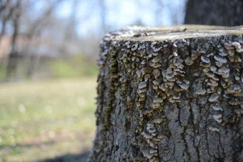 Stump Stock Photos