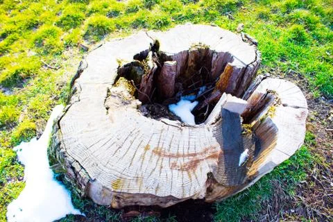 Stump Stock Photos