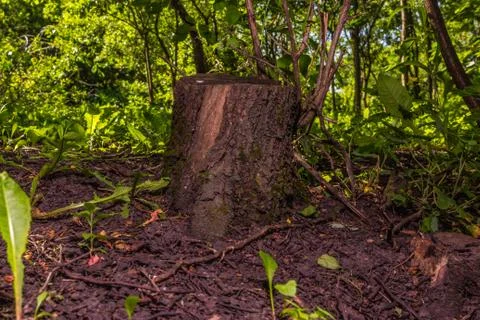 Stump Stock Photos