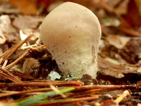Stump Puffball Stock Photos