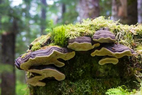 Stump in rain forest. Stock Photos