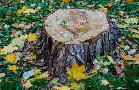 The stump of a recently felled tree among the yellow leaves . Stock Photos