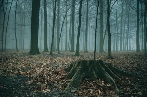 The stump remained on the fallen tree in a dark, misty forest. Stock Photos