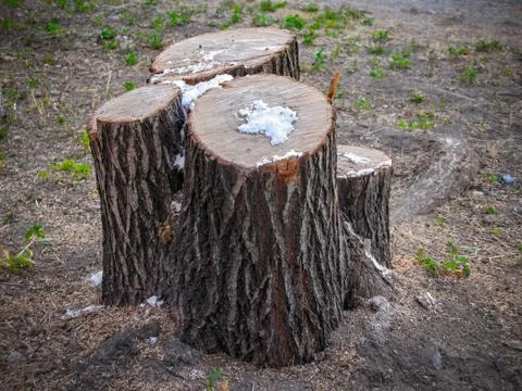 The stump remained from the sawn tree Stock Photos