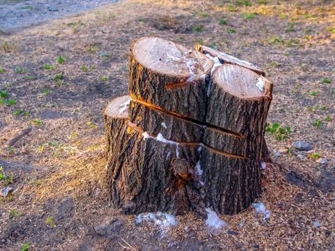 The stump remained from the sawn tree Stock Photos