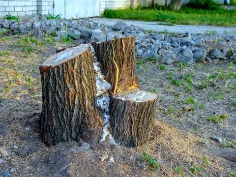 The stump remained from the sawn tree Stock Photos