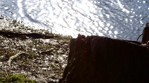 Stump on the riverbank Vídeo Stock 49275108