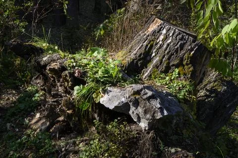 A stump with a root and a stone of a tree torn out of the ground in forest Stock Photos