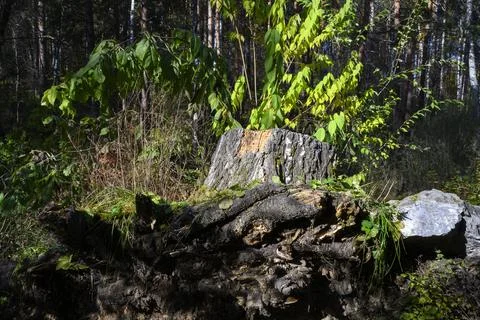 A stump with a root and a stone of a tree torn out of the ground in forest Stock Photos