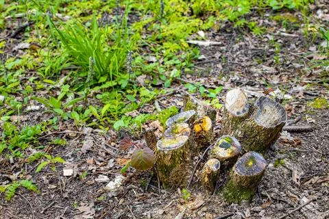 Stump from a sawn tree in the forest . Stock Photos