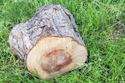 The stump of a sawn tree trunk. Stock Photos
