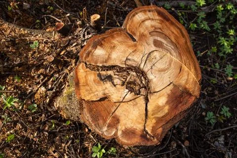 The stump of a sawn tree trunk, the view from the top Stock Photos