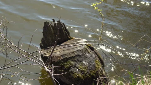 Stump of sawn trees by the lake Stock Footage 128077615