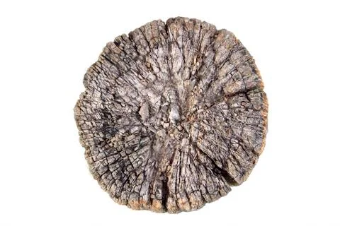 Stump sectional 스톡 사진