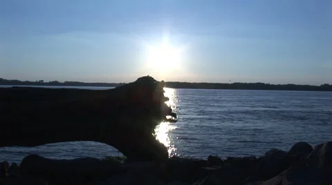 Stump silhouette Stock-Footage 7751597