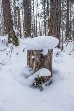 Stump with a snow cap in the forest Stock Photos
