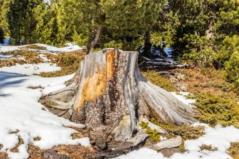 Stump in the snow Stock Photos