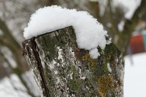 Stump in the snow Foto stock