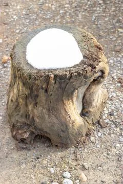 Stump with snow on top Stock Photos
