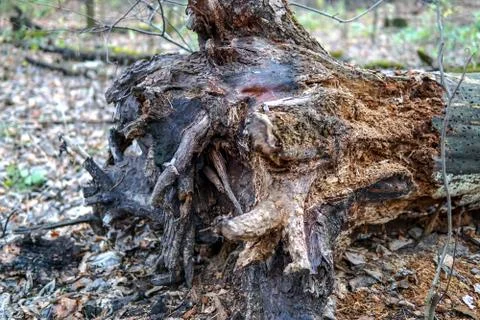 The stump of some decayed old fallen tree in the forest Stock Photos