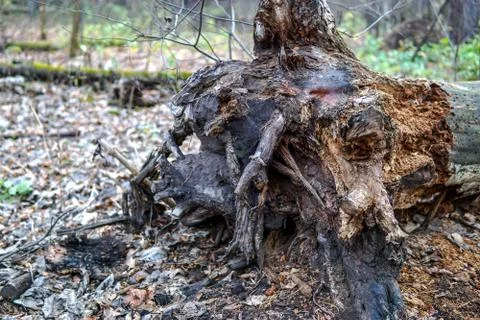 The stump of some decayed old fallen tree in the forest Stock Photos