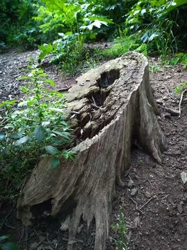 A stump somewhere in the woods Stock Photos