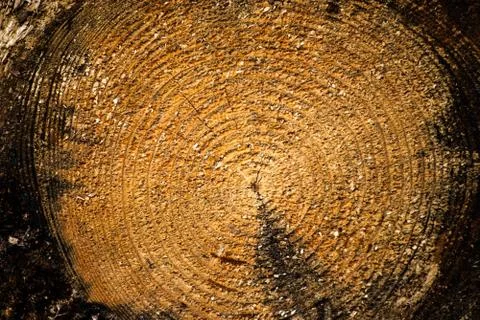 Stump, stub Stock Photos