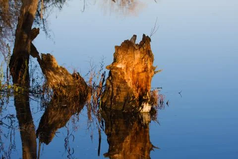 Stump in a swamp. Stock Photos