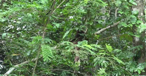 Stump-tailed Macaque climb dense lowland rainforest undergrowth feeding Stock Footage 83637343