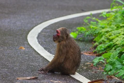 Stump-tailed macaque (Macaca arctoides ) in nature Stock Photos
