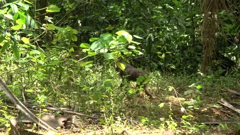 Stump-tailed Macaque, Malaysia Stock Footage 287355961