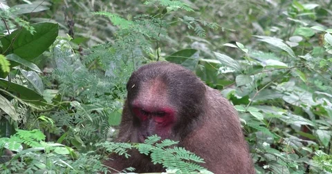 Stump-tailed Macaque sit in dense lowland rainforest undergrowth eating leaf Stock Footage 83637433