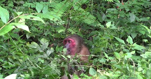 Stump-tailed Macaque sit in dense lowland rainforest undergrowth eating leaf Stock Footage 83637434