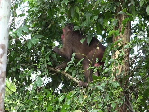 Stump-tailed Macaque sit in tree feeding on leaves lowland rainforest close Stock Footage 83637454