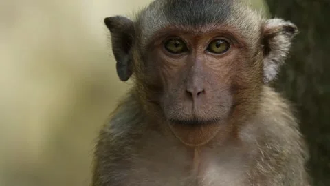 Stump-tailed monkey looking around closeup Stock Footage 131377084