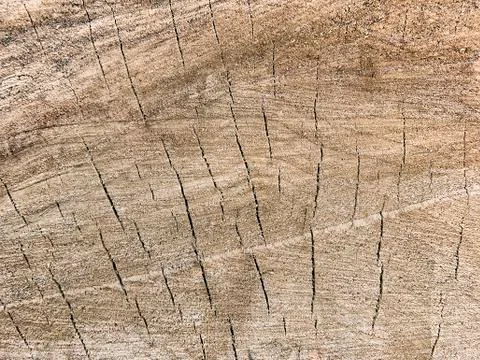 Stump texture closeup as background Stock-Fotos