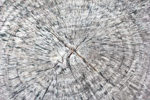 Stump texture Stock Photos