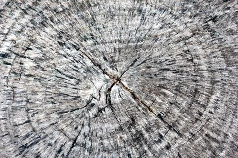 Stump texture Stock Photos