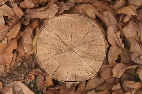 Stump Texture Stock Photos