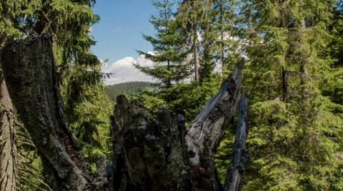 Stump time lapse Stock Footage 27622768