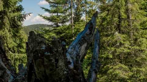 Stump time lapse track  right Stock Footage 27622580
