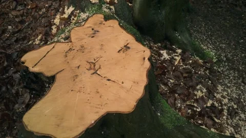 Stump of Tree Amid Autumn Leaves in Forest Stock Footage 299510045