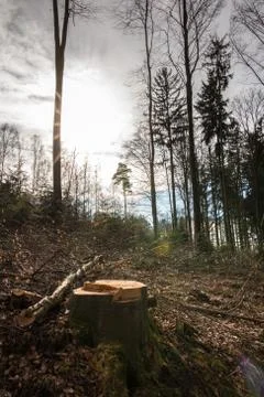 Stump of a tree and the sun in the middle of the forest Stock Photos