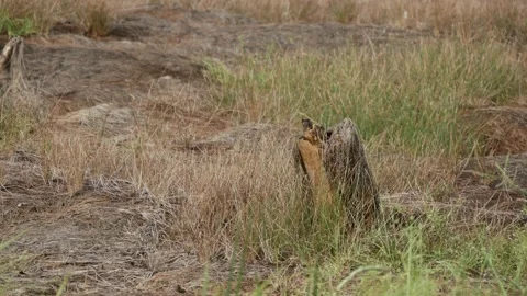Stump of tree closeup, peatland bushfire aftermath Stock Footage 158408492
