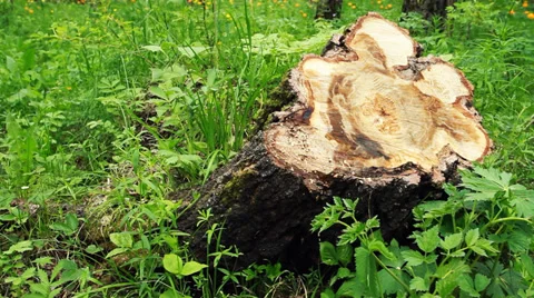 Stump Tree Stock Footage 39896934