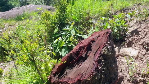 Stump of a tree Stock Footage 310331065
