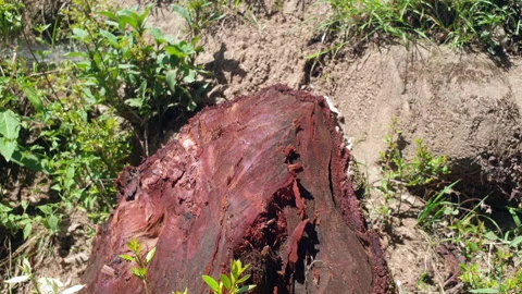 Stump of a tree Stock Footage 310331242