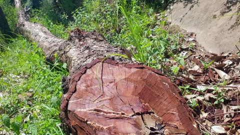 Stump of a tree Stock Footage 310331368