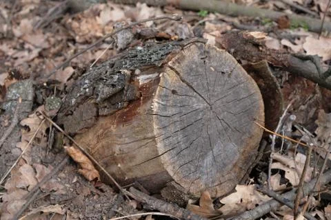 The stump of a tree in the forest in winter Stock Photos