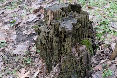 The stump of a tree in the forest in winter Stock Photos